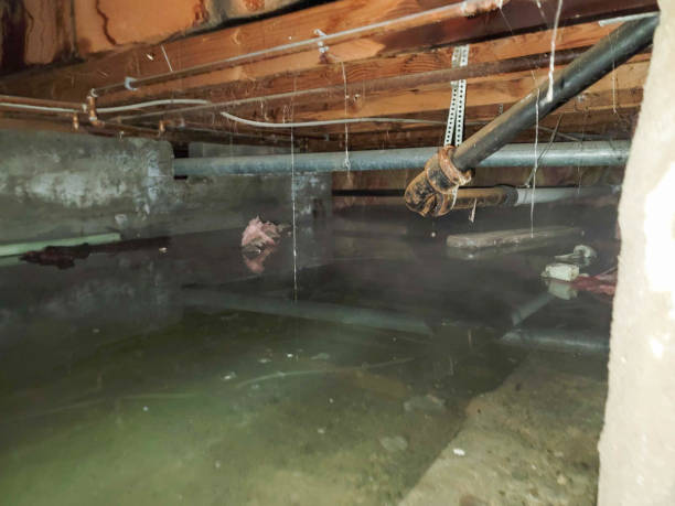Carpet water damage restoration in Iowa Colony, TX